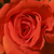 Rood - Grandiflora-floribunda roos - Prominent®